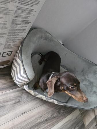 Miniature dachshund male for sale in Sheffield, South Yorkshire - Image 3