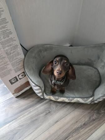 Miniature dachshund male for sale in Sheffield, South Yorkshire - Image 4