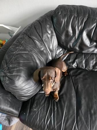 Miniature dachshund male for sale in Sheffield, South Yorkshire - Image 5