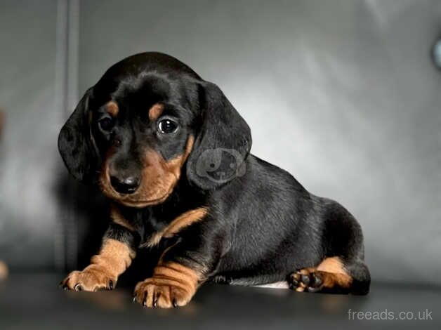 Dachshunds for sale in Kidwelly/Cydweli, Carmarthenshire