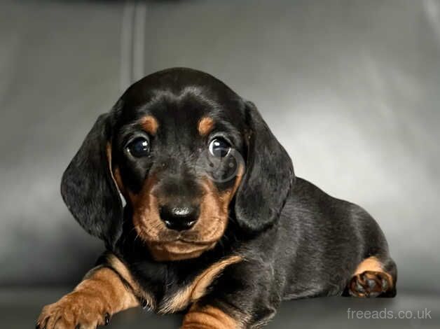 Miniature Dachshund male puppies for sale in Kidwelly/Cydweli, Carmarthenshire - Image 3