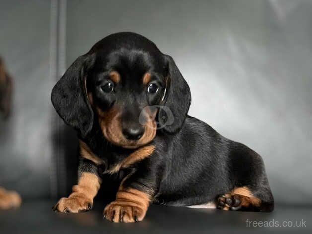 Dachshund Puppies for sale