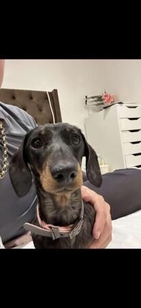 Miniature Dachshund Needing A New Home for sale in Bramley, Hampshire - Image 1