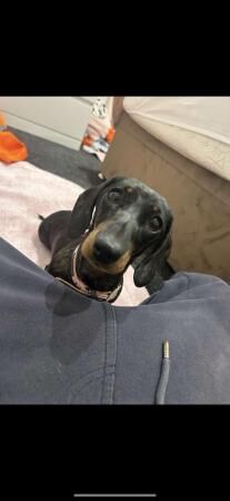 Miniature Dachshund Needing A New Home for sale in Bramley, Hampshire - Image 2