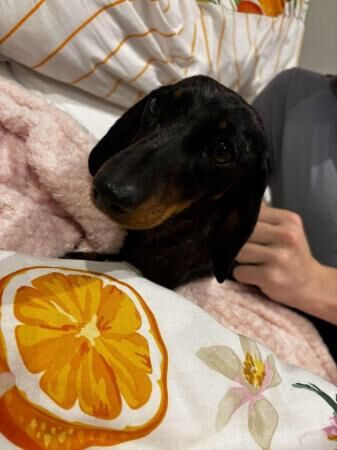 Miniature Dachshund Needing A New Home for sale in Bramley, Hampshire - Image 3