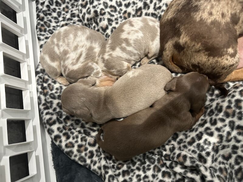 Miniature smooth haired dachshund PRA clear KC registered GIRLS for sale in Portsmouth, Hampshire - Image 3