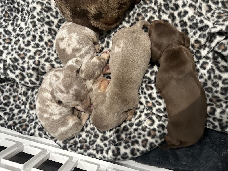 Dachshund Puppies for sale