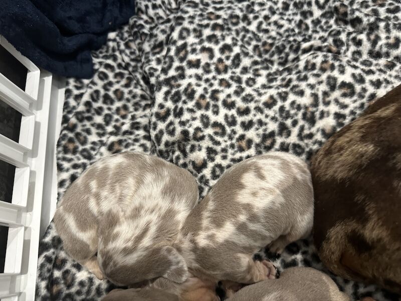 Miniature smooth haired dachshund PRA clear KC registered GIRLS for sale in Portsmouth, Hampshire - Image 5