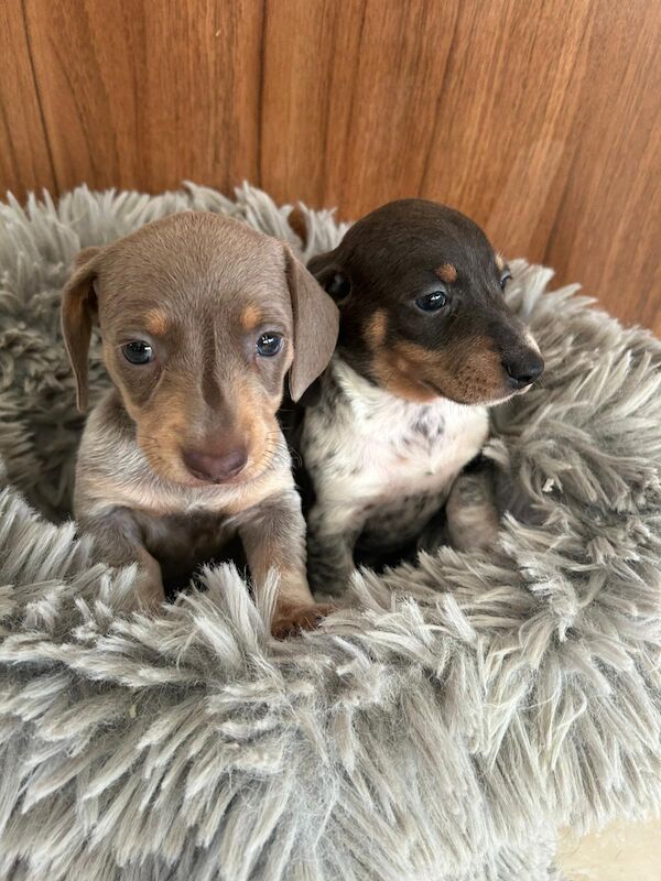 Dachshunds for sale in Doncaster, South Yorkshire