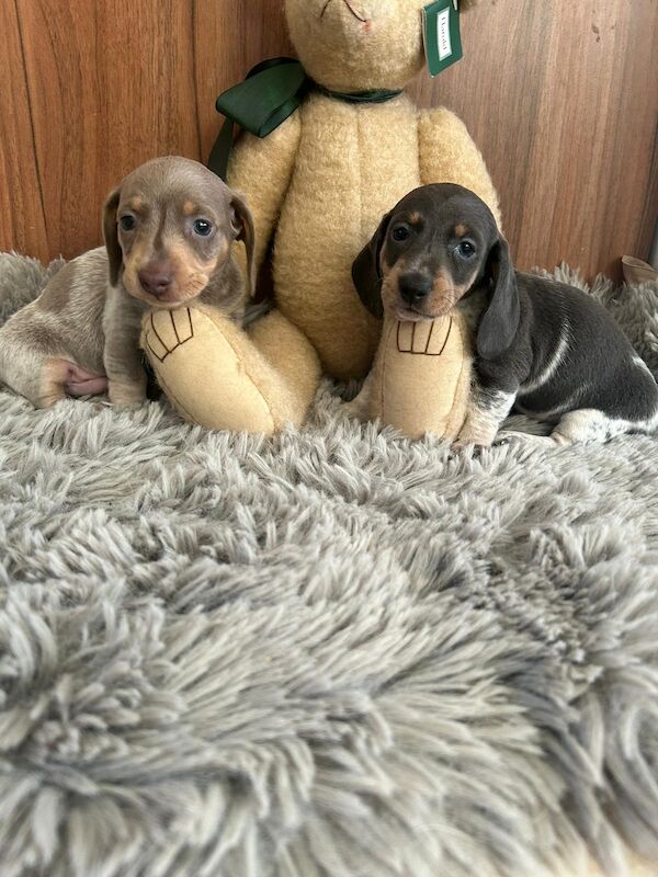 Dachshund Puppies for sale in South Yorkshire