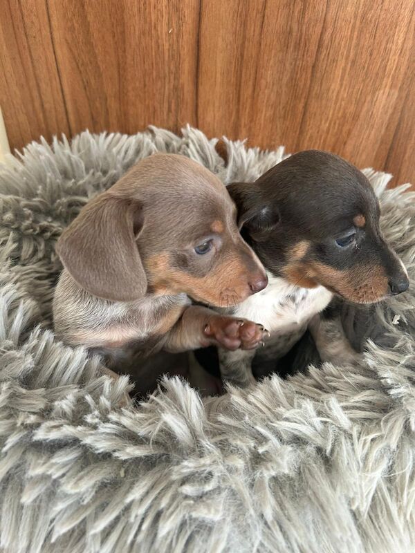 Dachshund Puppies for sale