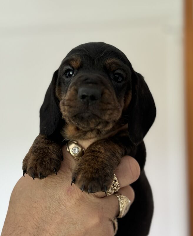 Miniature Dachshund Puppies for sale in Kingsbridge, Devon