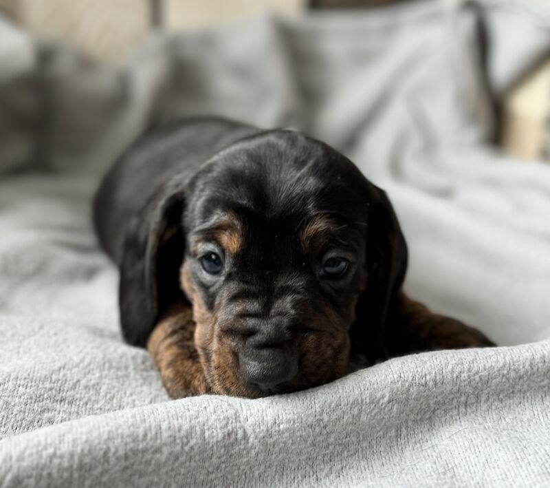 Dachshunds for sale in Kingsbridge, Devon