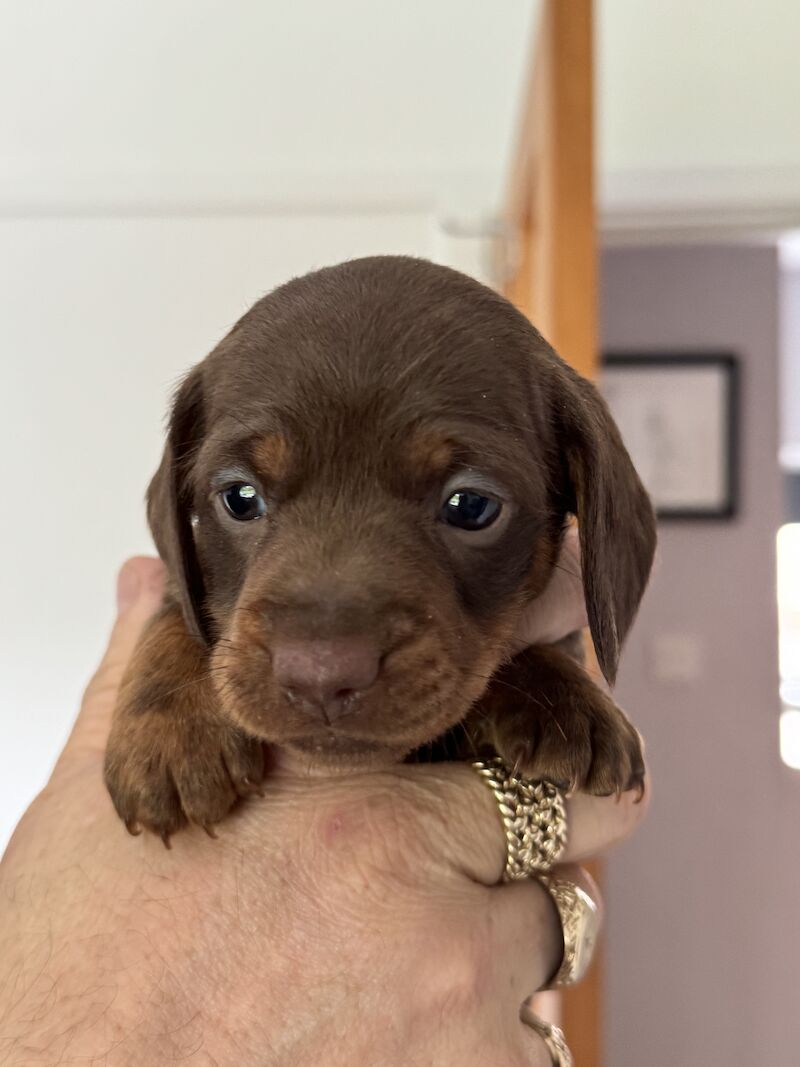 KC Registered Dachshund Puppies for sale in Devon