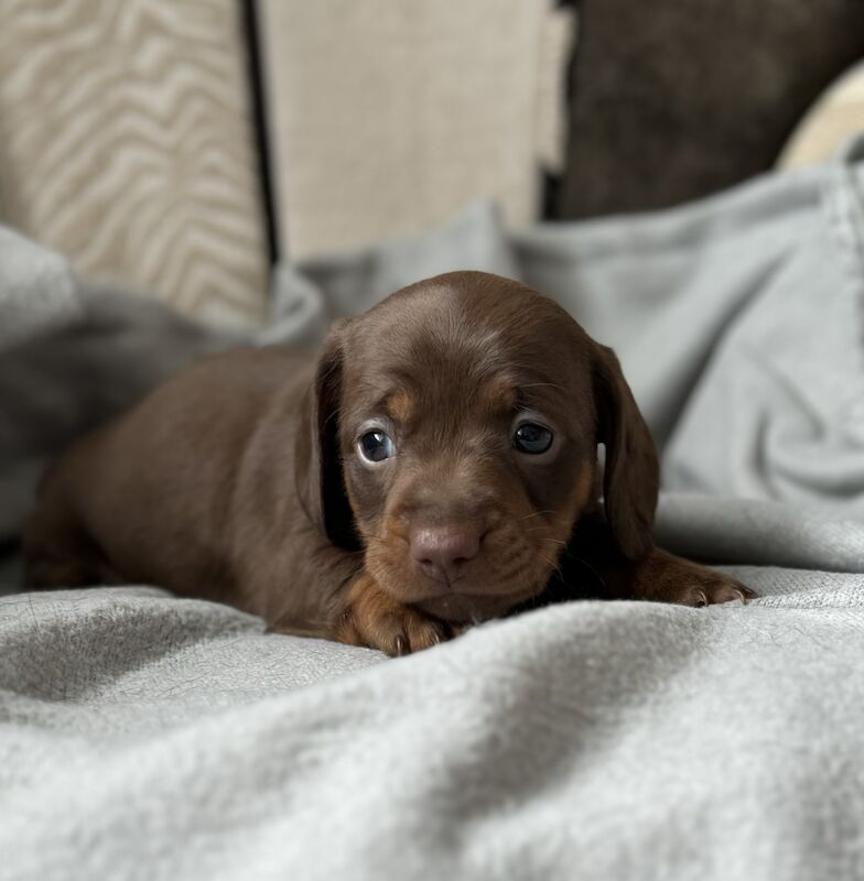 Miniature Dachshund Puppies for sale in Kingsbridge, Devon - Image 4