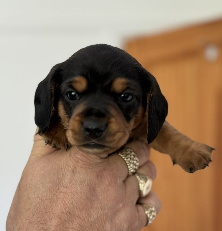 Miniature Dachshund Puppies for sale in Kingsbridge, Devon - Image 5