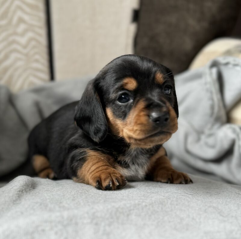 Miniature Dachshund Puppies for sale in Kingsbridge, Devon - Image 6