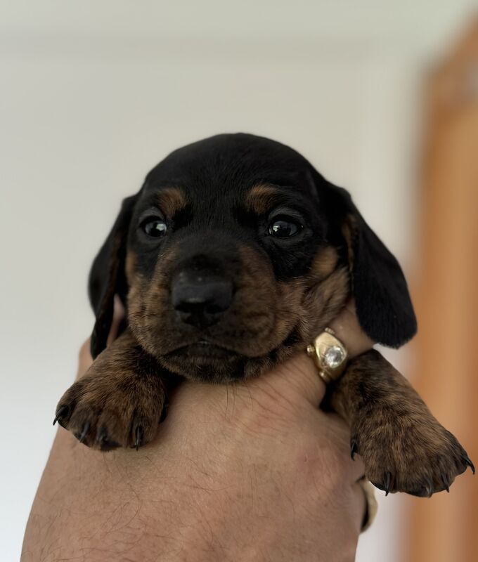 Miniature Dachshund Puppies for sale in Kingsbridge, Devon - Image 7