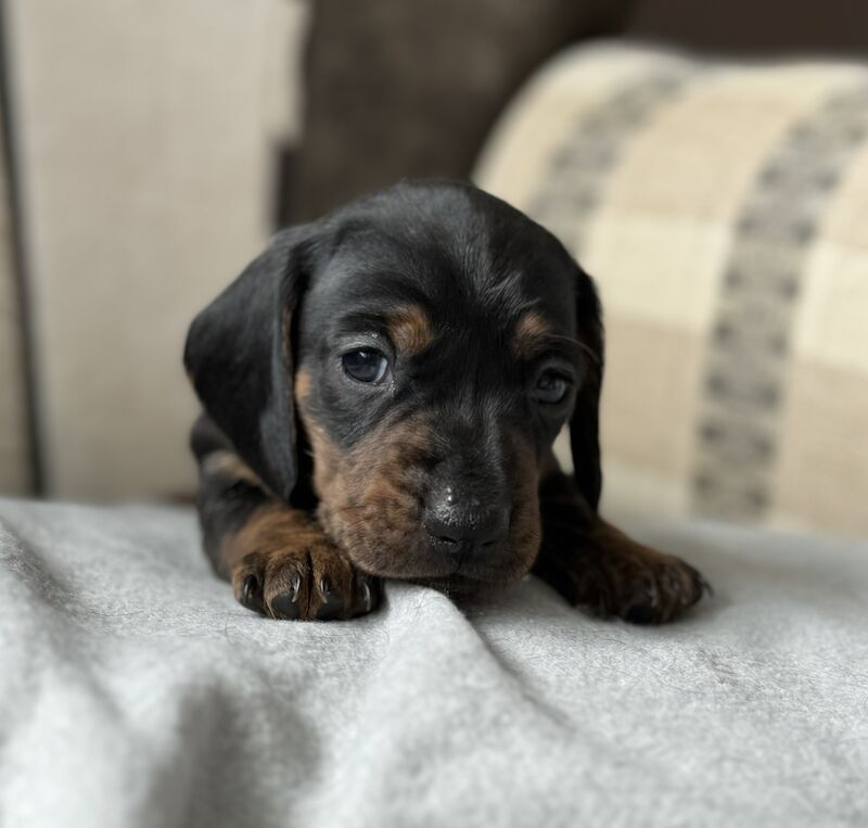 Miniature Dachshund Puppies for sale in Kingsbridge, Devon - Image 8