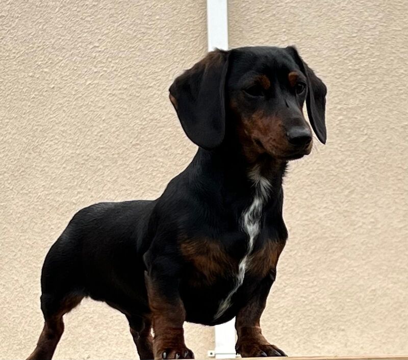 Miniature Dachshund Puppies for sale in Kingsbridge, Devon - Image 9