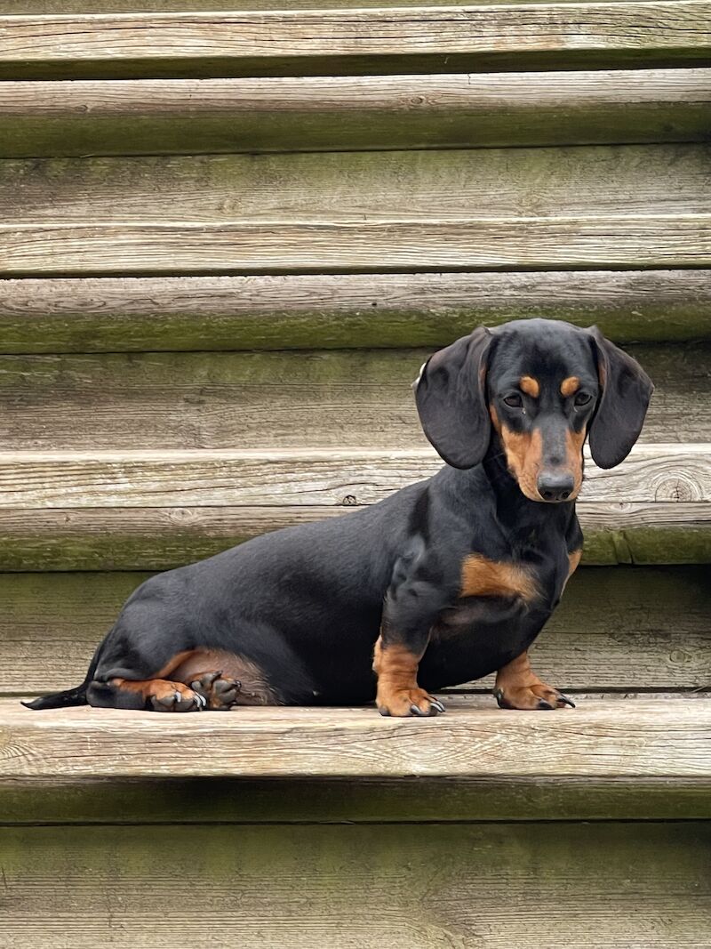 Miniature Dachshund Puppies for sale in Kingsbridge, Devon - Image 10