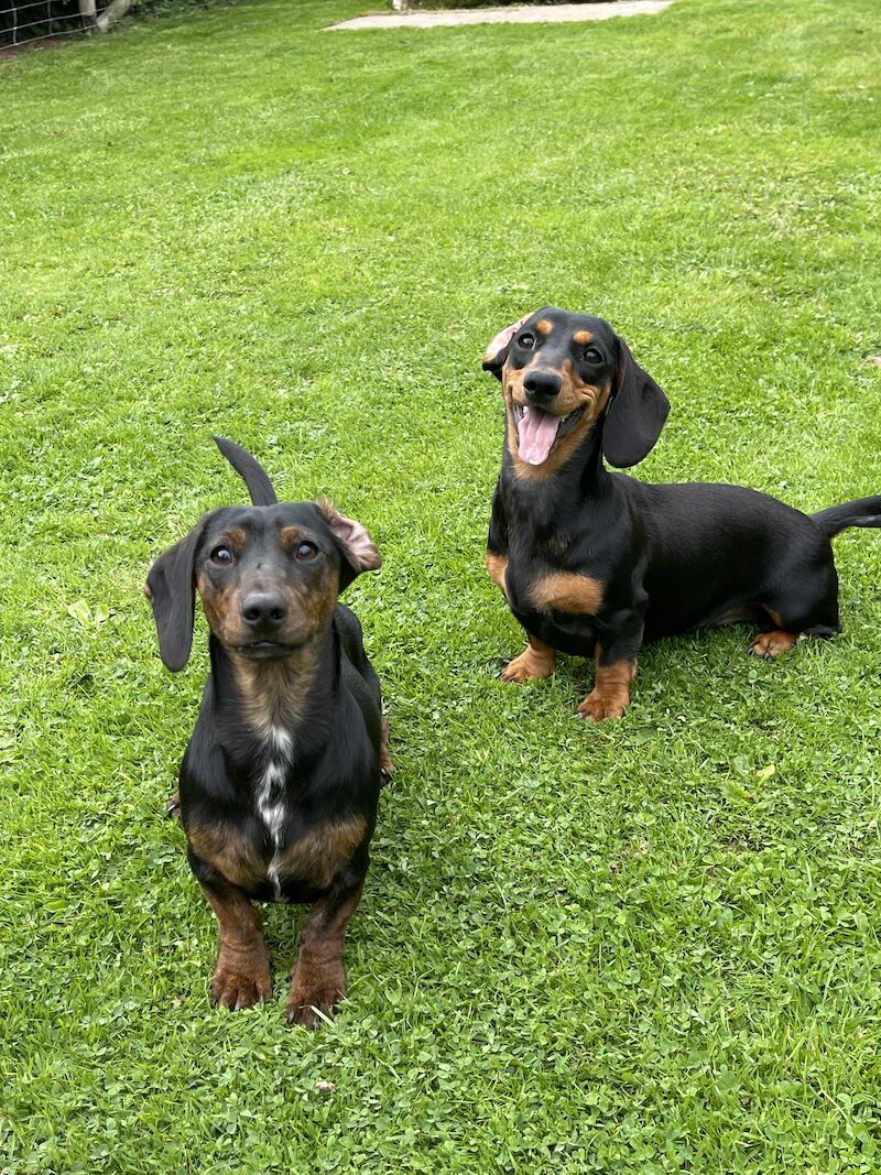 Miniature Dachshund Puppies for sale in Kingsbridge, Devon - Image 11