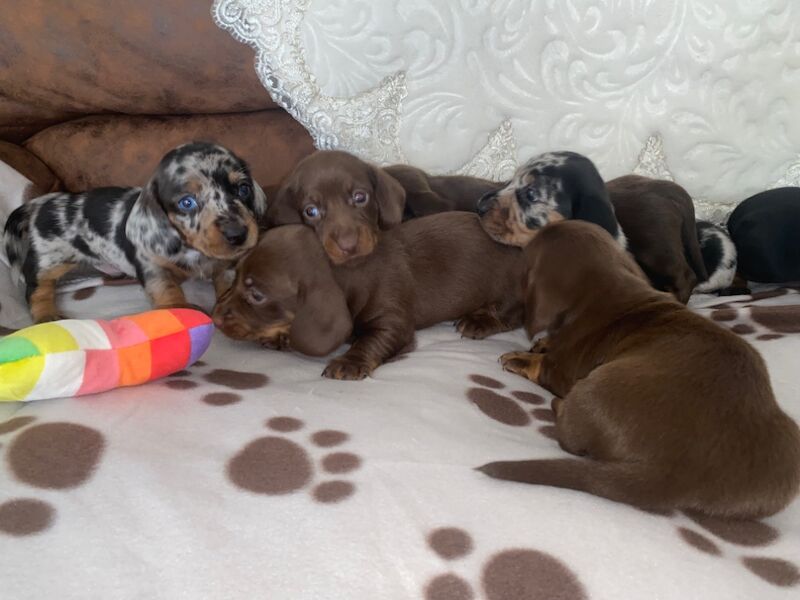 Miniature Dachshund Puppies 🐶 for sale in Enfield Town, Enfield, Greater London