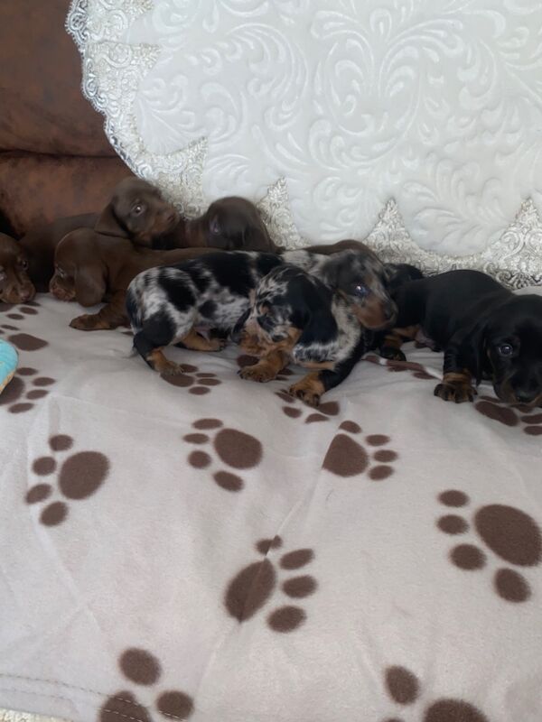 Miniature Dachshund Puppies 🐶 for sale in Enfield Town, Enfield, Greater London - Image 2