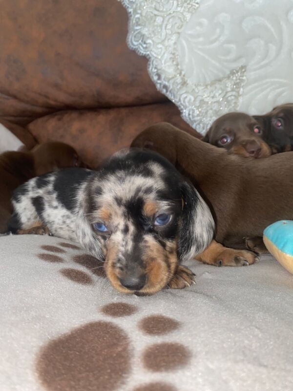 Miniature Dachshund Puppies 🐶 for sale in Enfield Town, Enfield, Greater London - Image 4