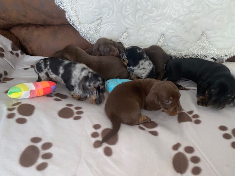 Miniature Dachshund Puppies 🐶 for sale in Enfield Town, Enfield, Greater London - Image 5