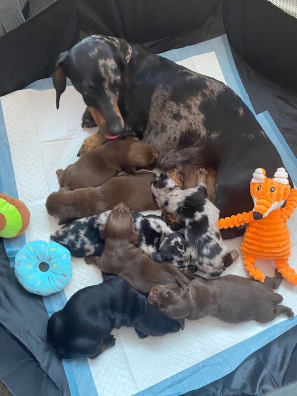 Miniature Dachshund Puppies 🐶 for sale in Enfield Town, Enfield, Greater London - Image 7