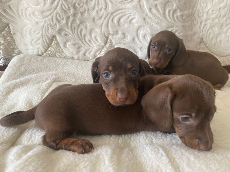 Miniature Dachshund Puppies 🐶 for sale in Enfield Town, Enfield, Greater London