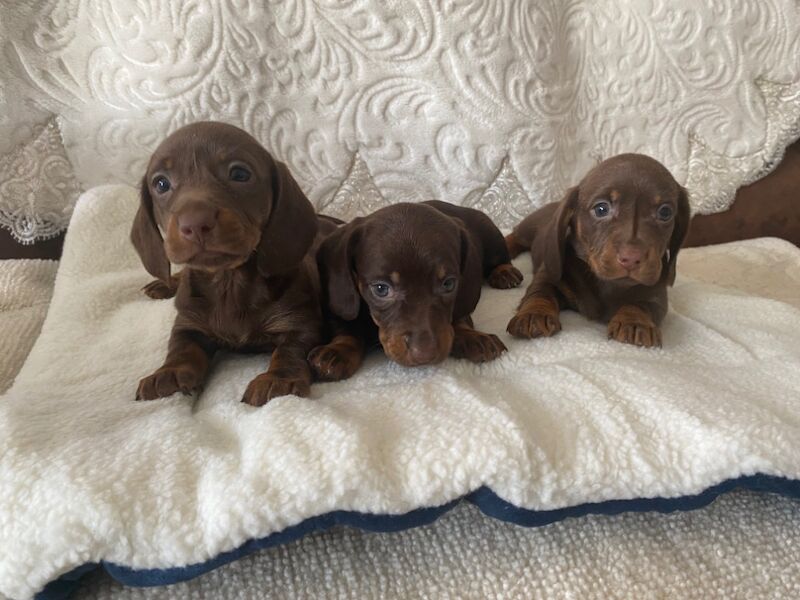 Dachshunds for sale in Enfield Town, Enfield, Greater London