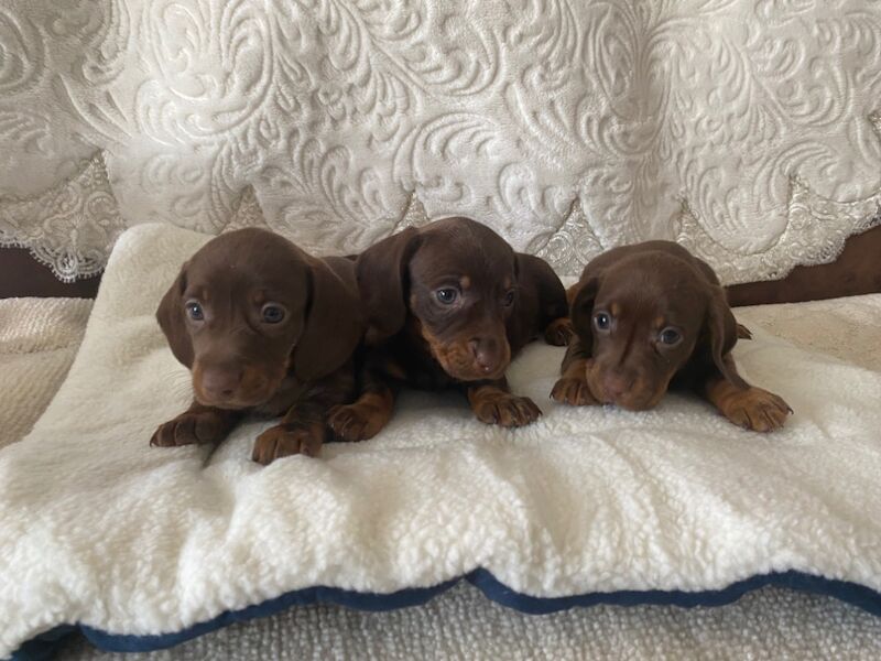 Dachshund Puppies for sale in Greater London