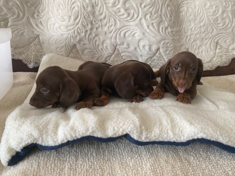 Dachshund Puppies for sale