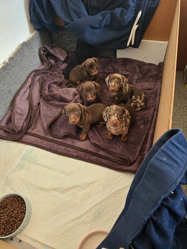 Miniature dachshund puppies. for sale in Widnes, Cheshire