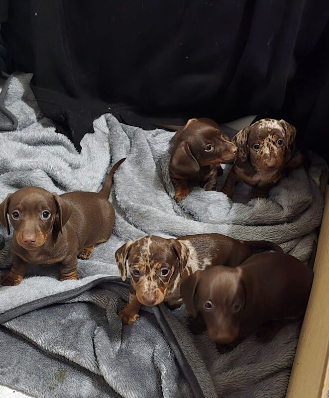 Miniature dachshund puppies. for sale in Widnes, Cheshire - Image 2