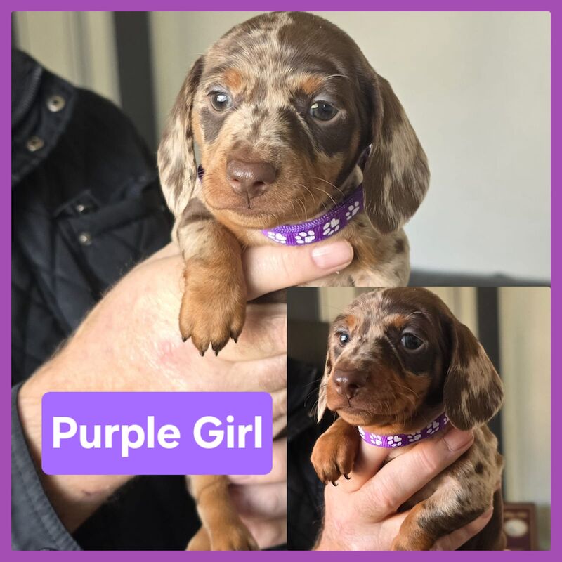 Miniature dachshund puppies. for sale in Widnes, Cheshire - Image 3