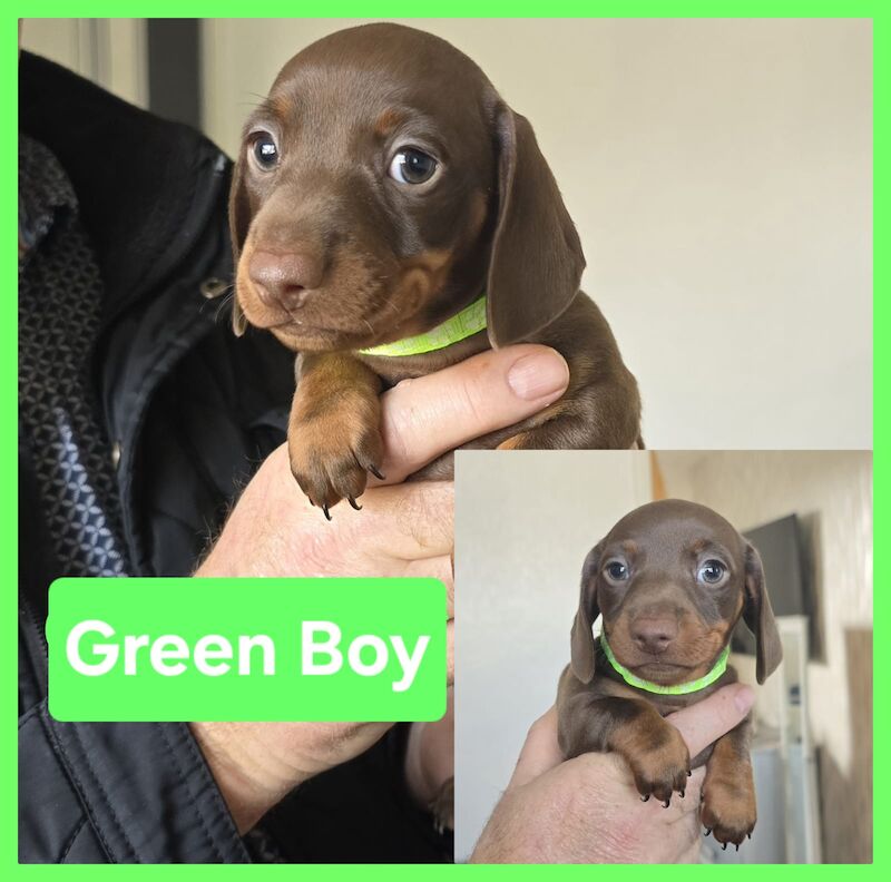 Miniature dachshund puppies. for sale in Widnes, Cheshire - Image 4