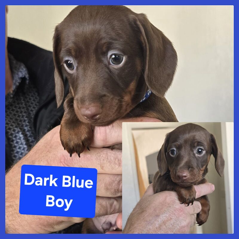 Miniature dachshund puppies. for sale in Widnes, Cheshire - Image 5