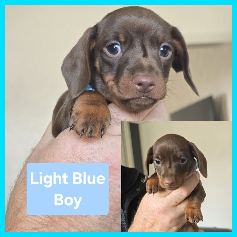 Miniature dachshund puppies. for sale in Widnes, Cheshire - Image 6