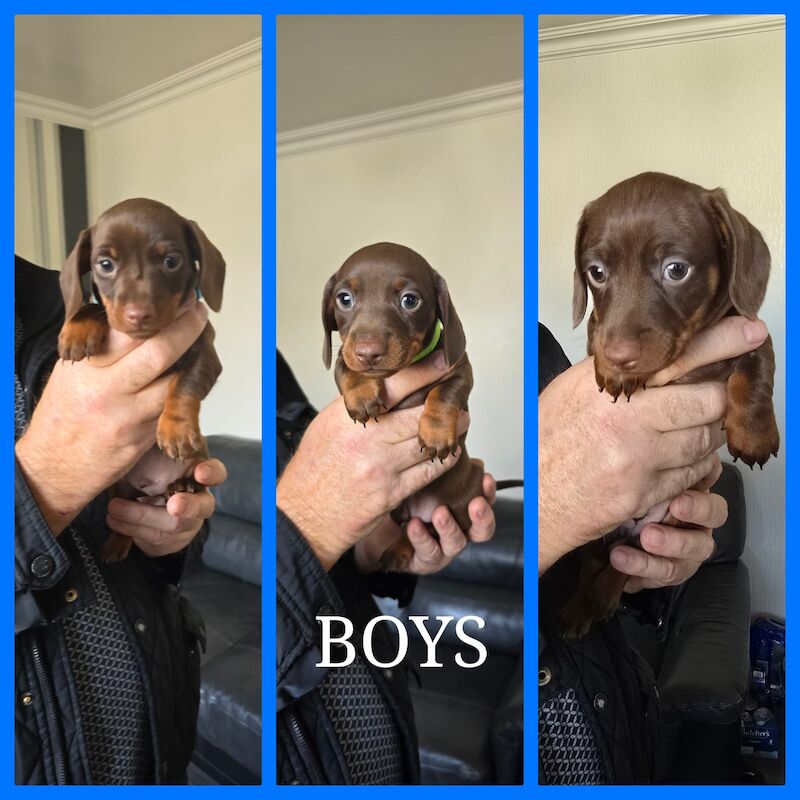 Miniature dachshund puppies. for sale in Widnes, Cheshire - Image 7