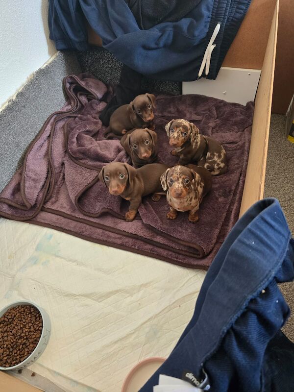 Miniature dachshund puppies. for sale in Widnes, Cheshire - Image 8