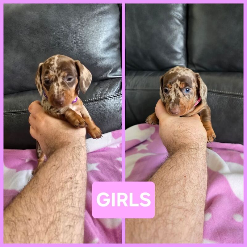 Miniature dachshund puppies. for sale in Widnes, Cheshire - Image 9