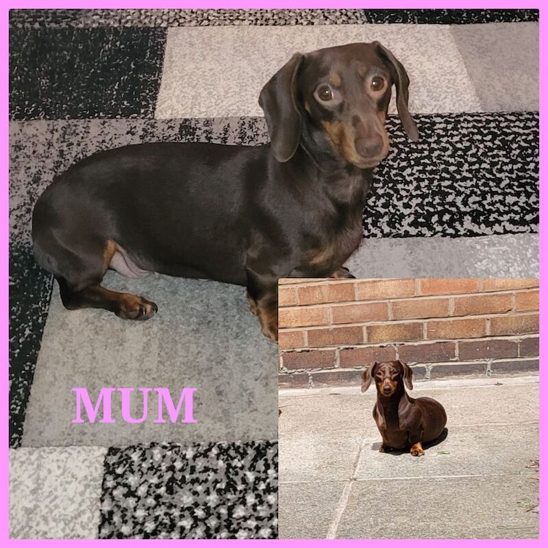 Miniature dachshund puppies. for sale in Widnes, Cheshire - Image 10