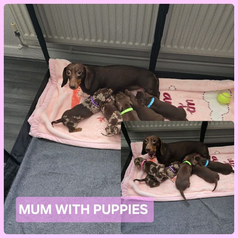 Miniature dachshund puppies. for sale in Widnes, Cheshire - Image 11