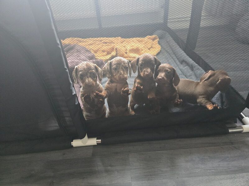 Miniature dachshund puppies. for sale in Widnes, Cheshire - Image 13