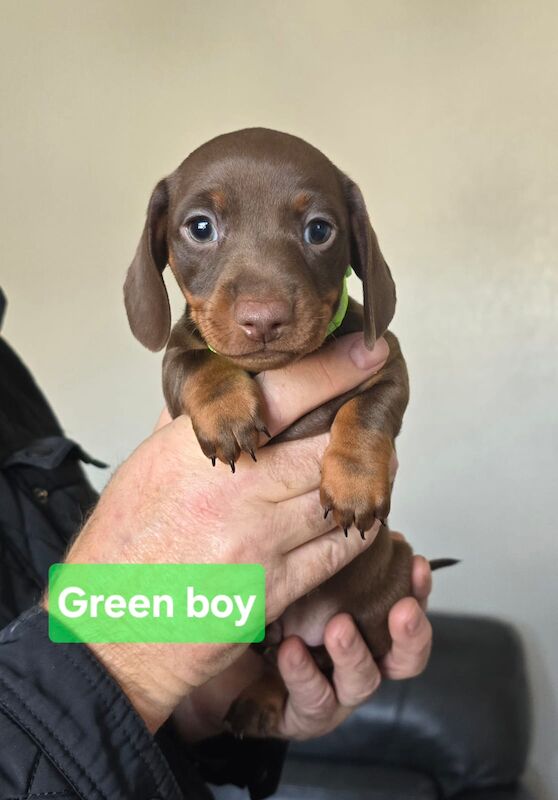 Miniature dachshund puppies. for sale in Widnes, Cheshire - Image 14