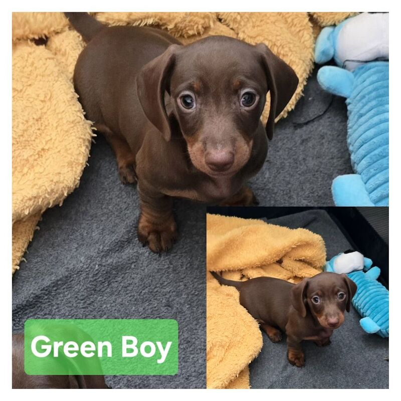 Miniature dachshund puppies. for sale in Widnes, Cheshire - Image 15