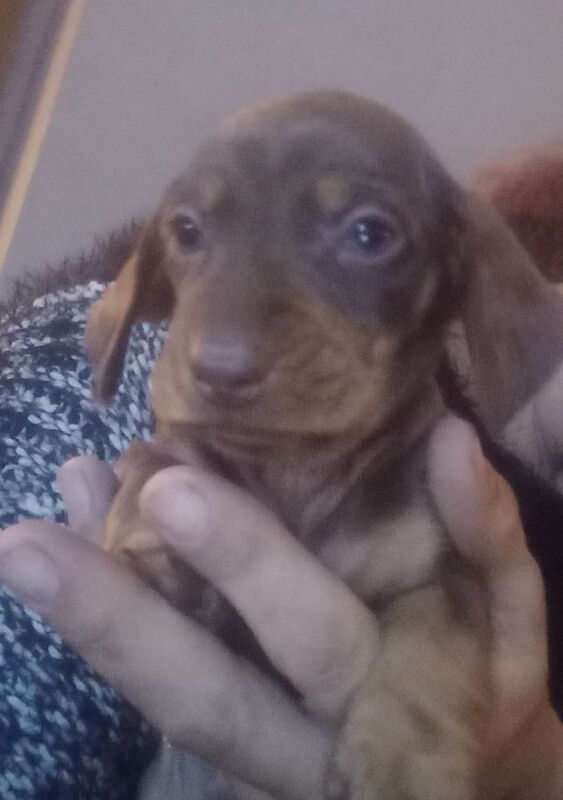 Miniature dachshund puppies for sale in King's Lynn, Norfolk - Image 1